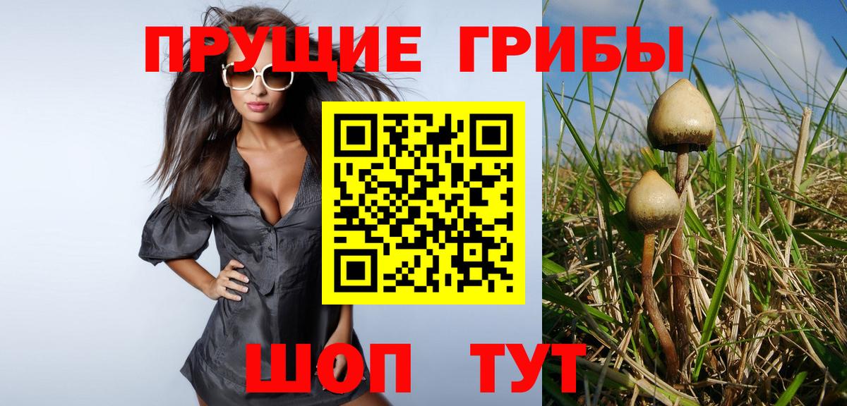Галлюциногенные грибы Psilocybe Тихорецк